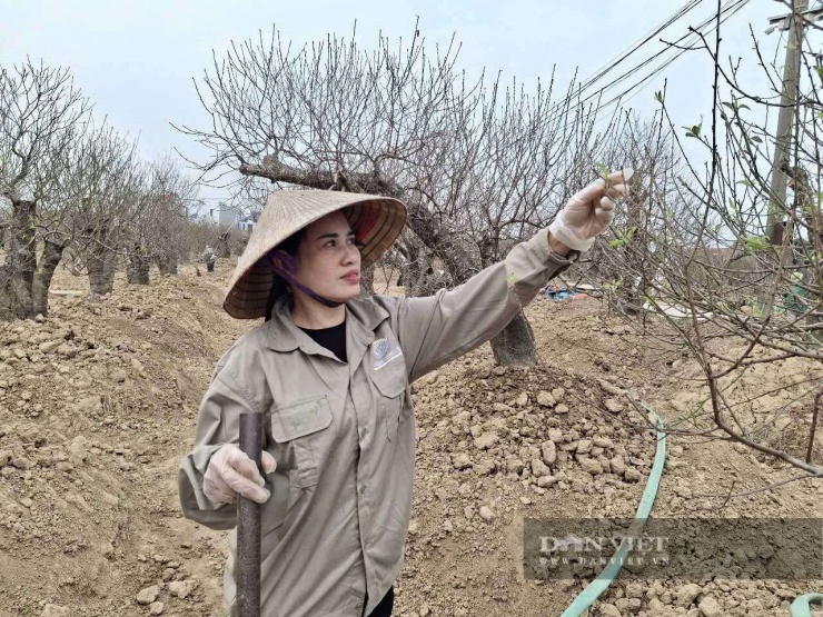 Vườn đào của gia đình anh Nguyễn Trọng Cường và chị&nbsp;Chị Hoàng Thị Thúy tổ dân phố Dân Hạnh (phường An Dương, TP Hải Phòng). Ảnh: Thu Thuỷ