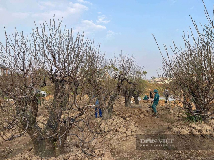 Những gốc đào cổ thụ tại cánh đồng thuộc phường An Dương (TP Hải Phòng). Ảnh: Thu Thuỷ