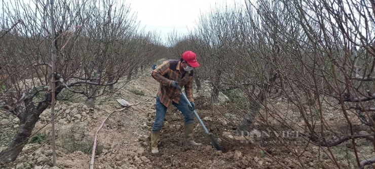 Vườn đào của gia đình anh Lê Văn Lâm - khu dân cư Kiến Phong, phường An Hải, TP Hải Phòng. Ảnh: Thu Thuỷ