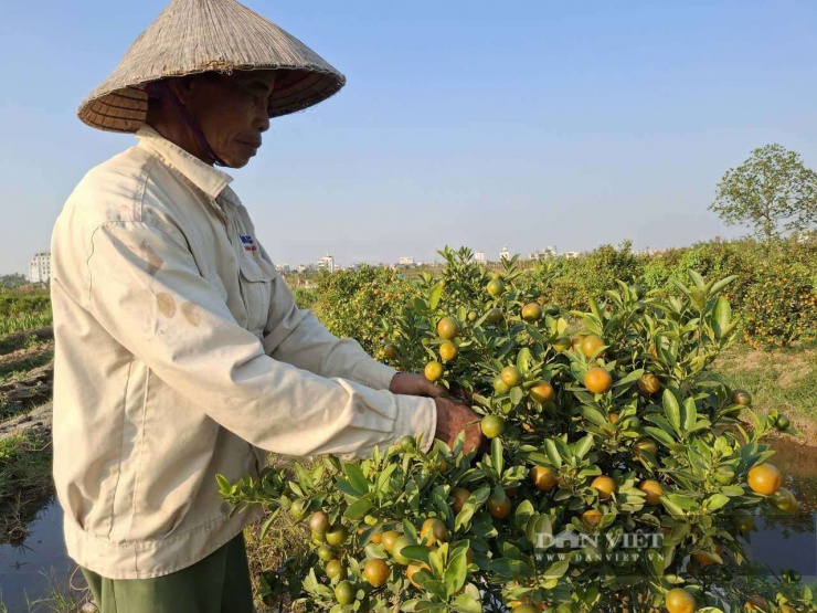 Nông dân đang tiến hành tỉa cành, uốn dáng cho quất trên cánh đồng thuộc khu dân cư Minh Kha, phường An Hải (TP. Hải Phòng). Ảnh: Thu Thuỷ