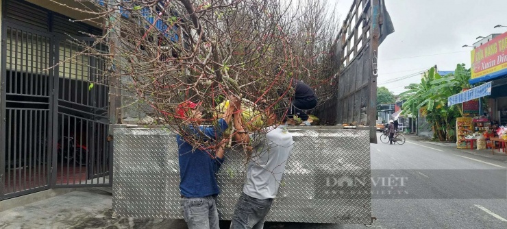 Những cây đào được thương lái đến mua và vận chuyển đi tiêu thụ. Ảnh: Thu Thuỷ