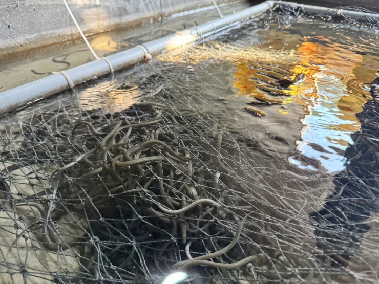 Mô hình nuôi lươn của anh Dung đạt khoảng 6,6 tỷ doanh thu mỗi năm. Ảnh: H.Na