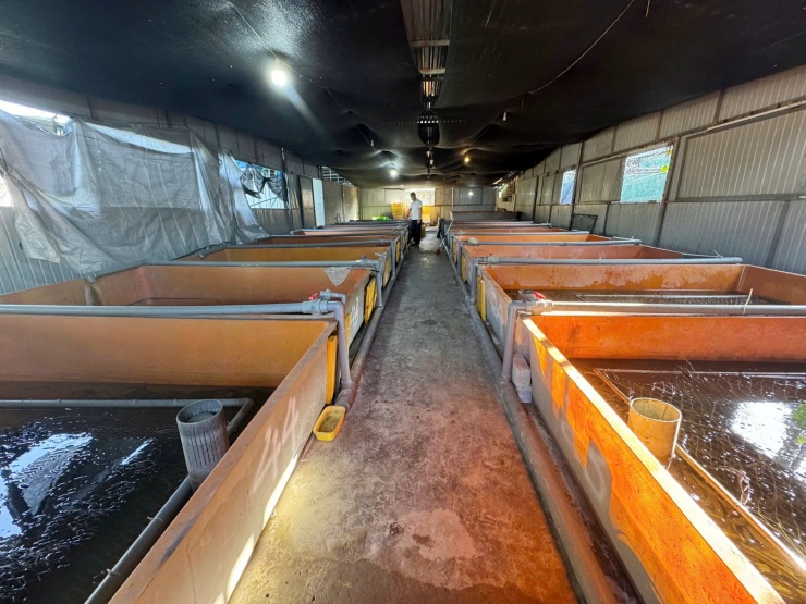 Hệ thống bể composite nuôi lươn của anh Dung ở Hà Tĩnh. Ảnh: H.Na