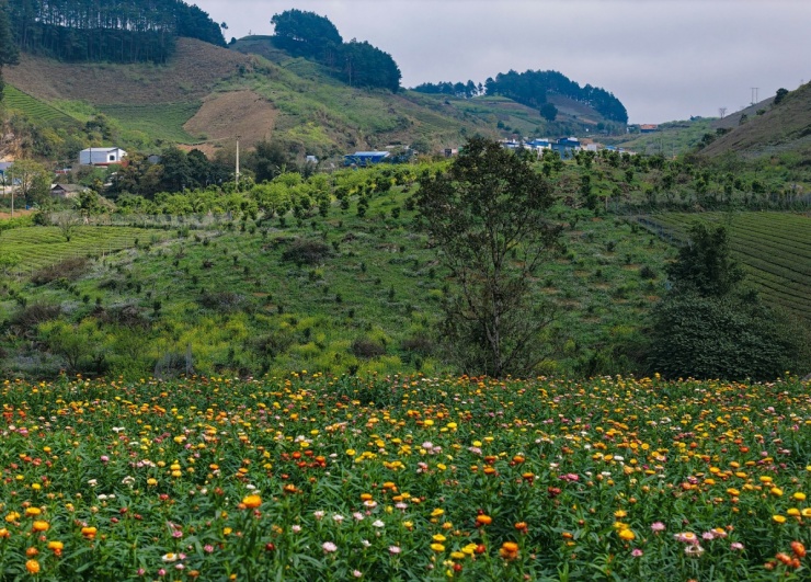 Đồi hoa bất tử - điểm check in mới ở Mộc Châu - 2