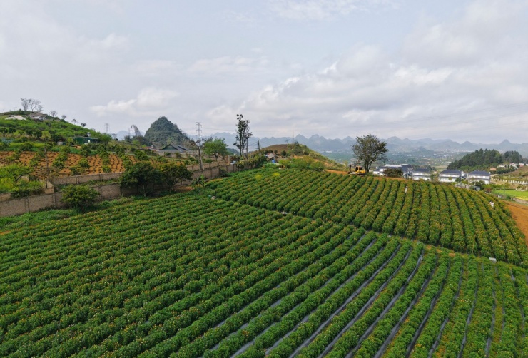 Đồi hoa bất tử - điểm check in mới ở Mộc Châu - 1