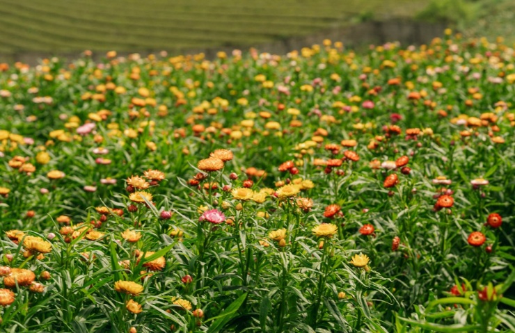 Đồi hoa bất tử - điểm check in mới ở Mộc Châu - 4