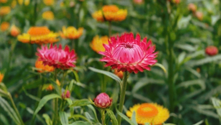 Đồi hoa bất tử - điểm check in mới ở Mộc Châu - 5