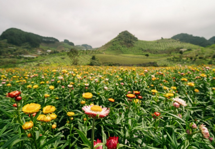 Đồi hoa bất tử Mộc Châu đang bắt đầu nở đẹp. Video: Quang Kiên