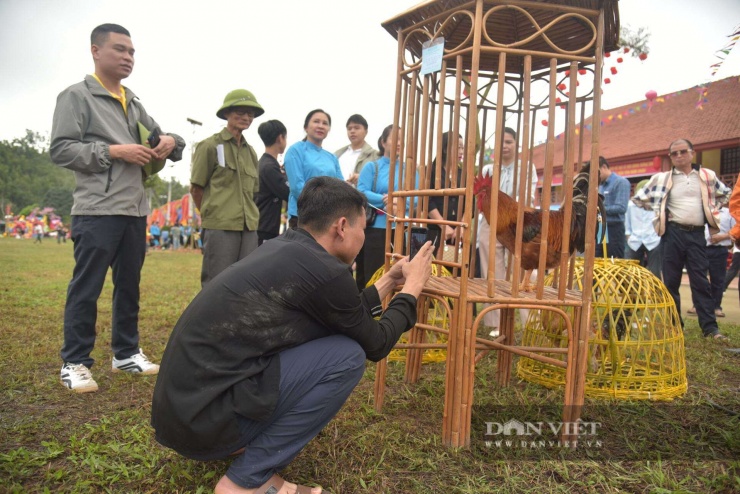 Người dân và du khách trầm trồ bởi "nhan sắc" của các "thí sinh" gà Tiên Yên tham gia thi Vua gà, Hoa hậu gà, Đôi gà đẹp. Ảnh: Bùi My