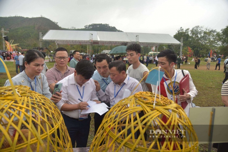 Ban giám khảo đánh giá các "thí sinh" gà Tiên Yên với quy trình chấm điểm cực kỳ khắt khe.&nbsp;Ảnh: Bùi My