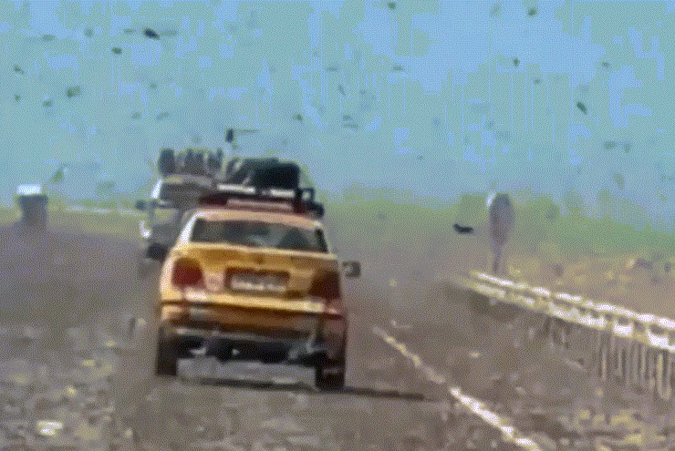 Khoảnh khắc như 'tận thế' khi lái xe qua đàn châu chấu ở Sahara