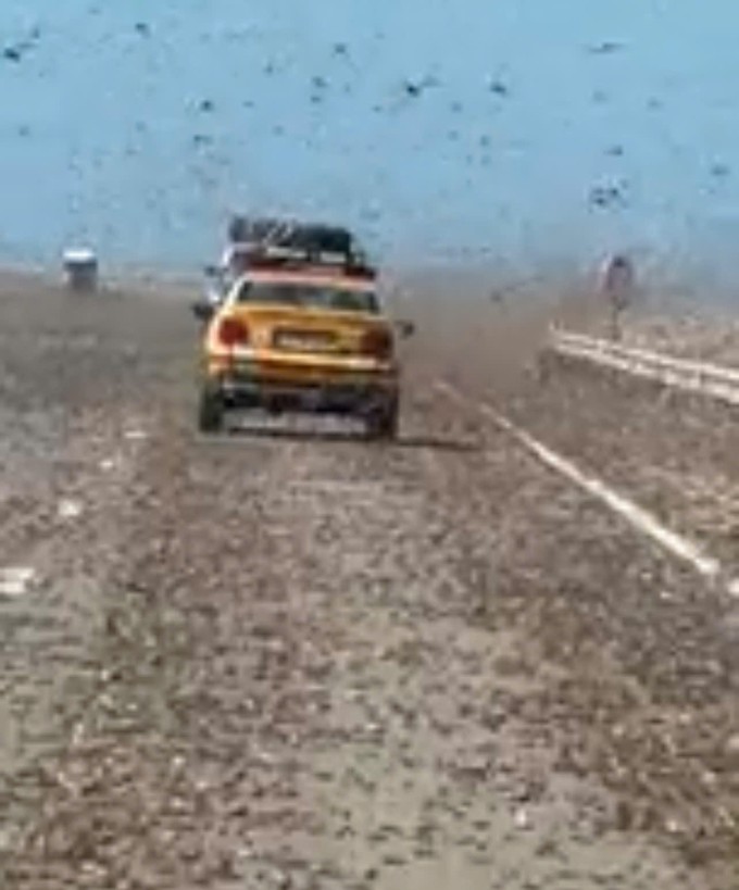 Khoảnh khắc châu chấu bao trùm toàn bộ tuyến đường. Ảnh: Cắt từ video