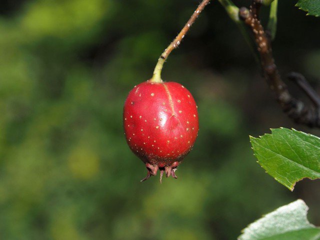 Đột quỵ rất 'sợ' loại nước giá rẻ này: Uống mỗi ngày còn giúp hạ huyết áp, phòng chống ung thư - 1