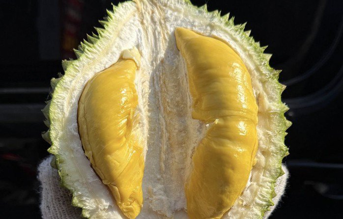 Sầu riêng Musang King đang được bán nội địa nhiều bởi phù hợp thị hiếu tiêu dùng