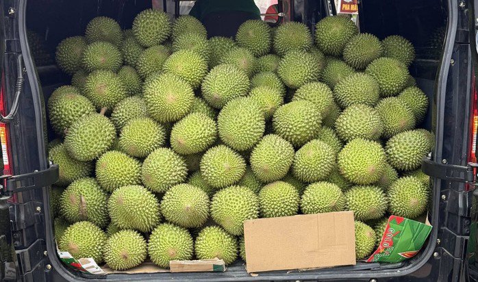 Sầu riêng Musang King