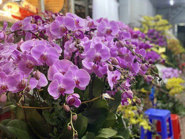 Phong lan đại diện cho sự sang trọng, phú quý và thịnh vượng. Người ta tin rằng, cắm bàn thờ hoặc trưng bày trong nhà sẽ giúp gia chủ đón tài lộc, vận may cho năm mới. Chính vì vậy, đây luôn là lựa chọn được các gia đình Việt ưu ái trong những ngày Tết và Rằm tháng Giêng.