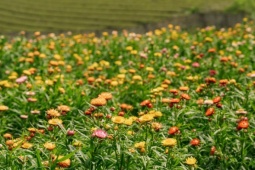 Đồi hoa bất tử - điểm check in mới ở Mộc Châu