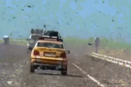 Khoảnh khắc như 'tận thế' khi lái xe qua đàn châu chấu ở Sahara