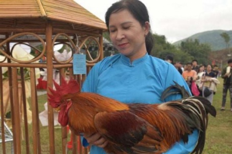 Quảng Ninh tổ chức cuộc thi lạ, đánh giá "nhan sắc" gà, tìm ra vị trí vua gà, hoa hậu gà