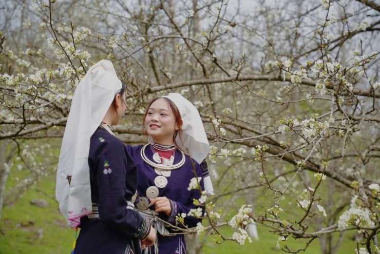 Những cô gái trong trang phục Dao Tiền chụp ảnh dưới vườn lê bung nở, tạo nên sự hài hòa giữa thiên nhiên và đời sống bản địa.