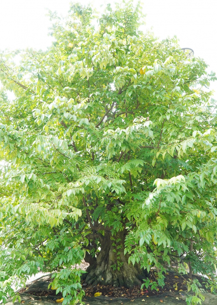 'Bí mật' sau vườn kiểng bonsai bạc tỷ của người đàn ông ở Cần Thơ - 2