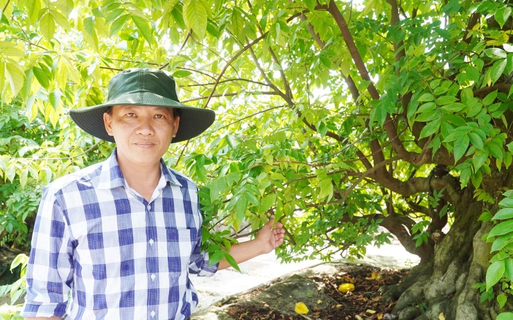 Từ vài gốc mai trồng chơi ngày Tết, anh Nhân gây dựng nên vườn bonsai quy mô hơn 10.000m2 tại Cần Thơ. Ảnh: T.X