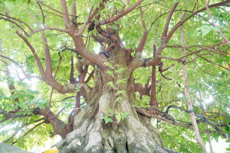 Cây khế hơn 100 năm tuổi trong vườn bonsai của anh Nhân. Ảnh: T.X