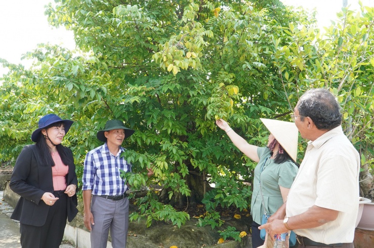 Không chỉ là nơi sản xuất, vườn bonsai của anh Nhân còn là không gian thưởng lãm dành cho người yêu cây cảnh. Ảnh: T.X