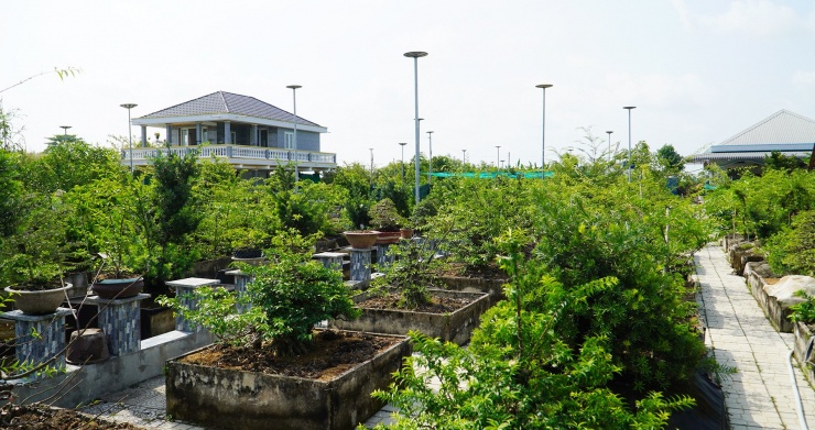 Nhiều cây bonsai trong vườn của anh Nhân có giá trị từ hàng chục triệu đến vài tỷ đồng, tùy dáng thế và độ hoàn thiện