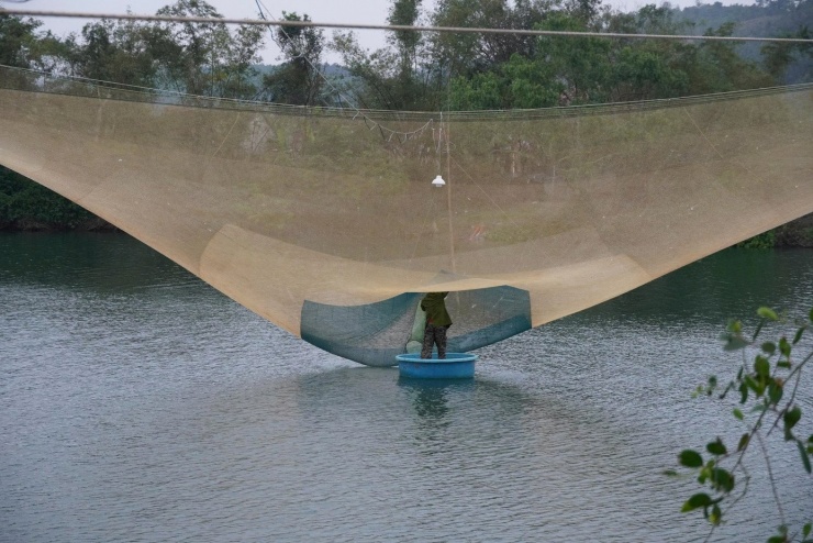 Những người sở hữu giàn rớ trúng đậm cá mòi.