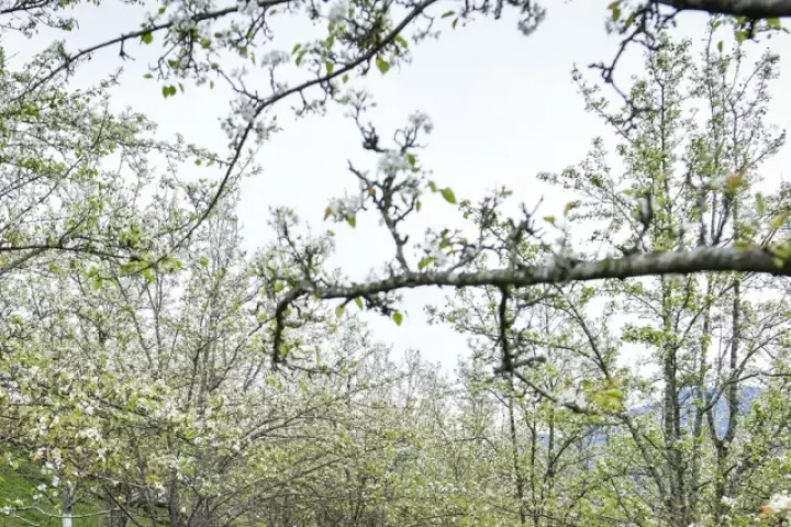 Du khách nô nức check-in mùa hoa lê