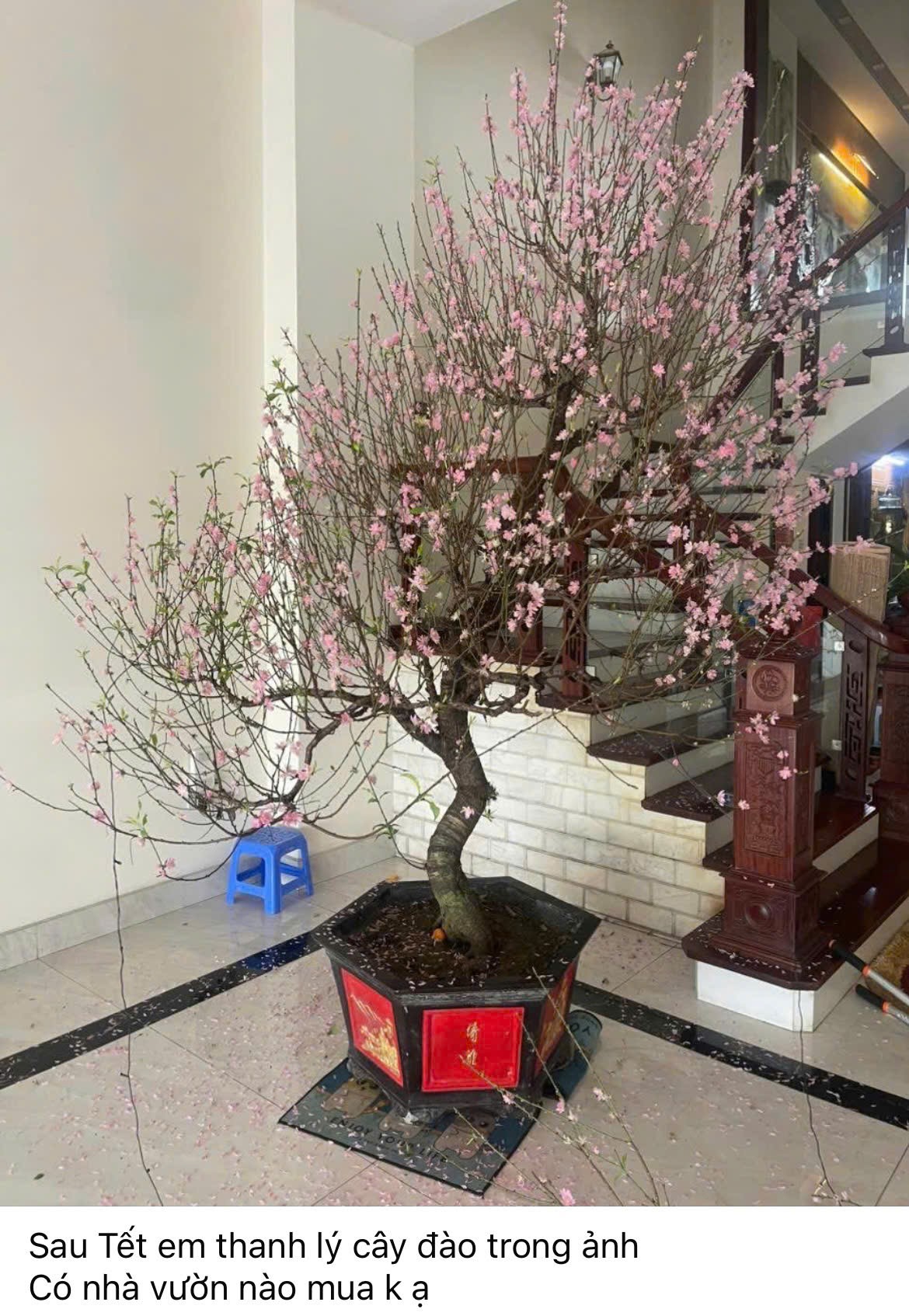 Người dân đăng bài thanh lý đào sau Tết trên các hội nhóm mạng xã hội, thu hút nhiều lượt quan tâm. Ảnh chụp màn hình.