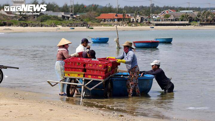 Ông Võ Cu (trú xã Đông Sơn) cho biết mùa khai thác cá nục năm nay khởi đầu khá thuận lợi. Đối với các tàu đánh bắt gần bờ, nếu trúng luồng cá thì mỗi chuyến có thể thu về vài tấn. “Chỉ sau một đêm vươn khơi, mỗi tàu có thể thu từ 2-4 tấn cá nục là chuyện bình thường trong mùa chính vụ” – ông Cu nói.