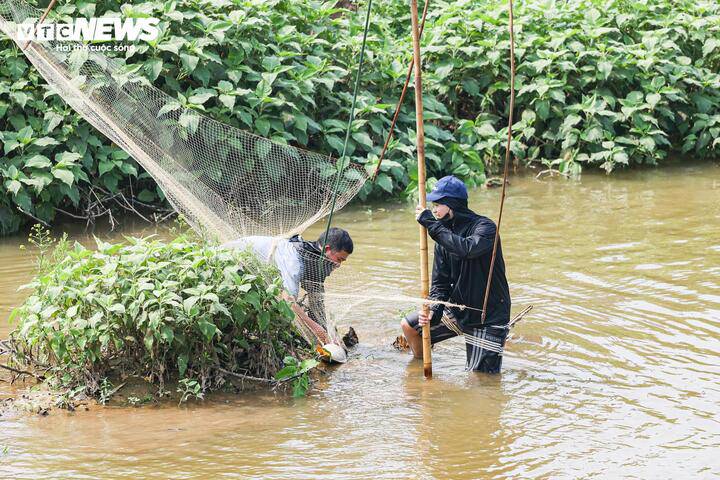 Người dân ngoại thành Hà Nội hò reo dập sào bắt cá trên sông Tích Giang - 8