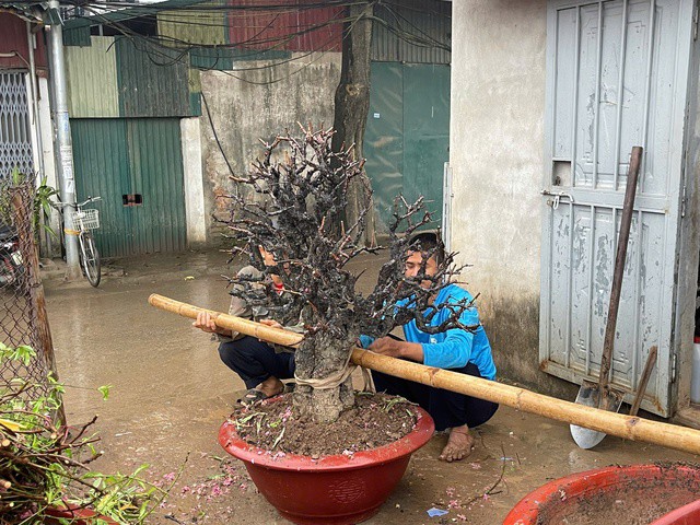 Chủ nhà vườn thu mua đào sau Tết để chăm sóc, tạo thế, chuẩn bị cho mùa xuân năm sau. Ảnh: Đan Tâm.