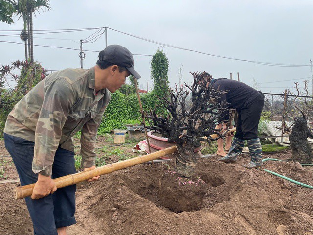 Người dân làng đào Nhật Tân tất bật thay đất, bón phân cho các gốc đào sau Tết nhằm phục hồi cây, chuẩn bị cho vụ hoa năm sau. Ảnh: Đan Tâm.