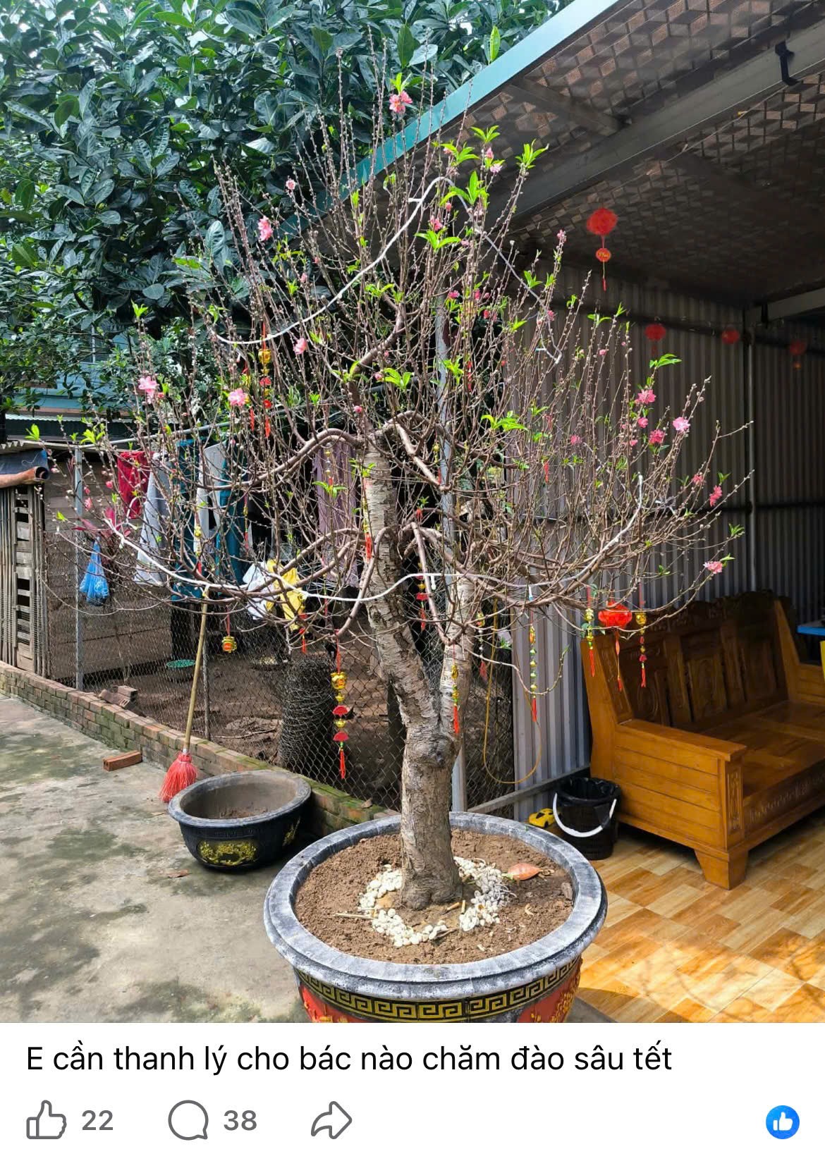 Người dân đăng bài thanh lý đào sau Tết trên các hội nhóm mạng xã hội, thu hút nhiều lượt quan tâm. Ảnh chụp màn hình.