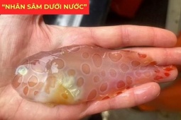 Tin tức sức khỏe - "Nhân sâm dưới nước" siêu đắt đỏ, được ví như “vàng lỏng” cho người đàm, ho, khó thở!