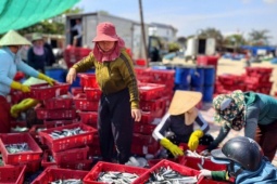 Đầu năm trúng 'lộc biển', ngư dân Quảng Ngãi bỏ túi bạc triệu sau 1 đêm ra khơi