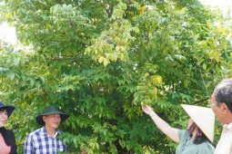 'Bí mật' sau vườn kiểng bonsai bạc tỷ của người đàn ông ở Cần Thơ