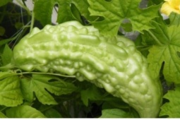 Lá khổ qua có ăn được không? Sự thật khiến nhiều người bất ngờ