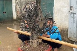 Hết Tết, đào đồng loạt 'lên sàn' thanh lý, nhà vườn tất bật thu mua