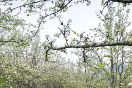 Du khách nô nức check-in mùa hoa lê