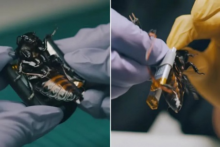 "Biệt đội" gián robot điều khiển bằng não bộ được tung ra chiến trường