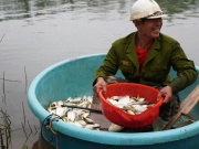 Mùa săn cá mòi dưới chân đập Rào Nan