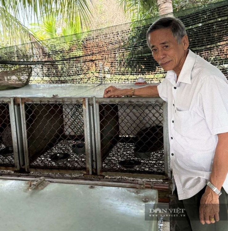 Ông Trần Văn Trạch, phường Bình Minh, tỉnh Tây Ninh đã xây dựng mô hình chăn nuôi tổng hợp đặc sản chồn thịt, rùa và le le với lợi nhuận khoảng 500 triệu đồng/năm. Ảnh: Vân Nguyễn