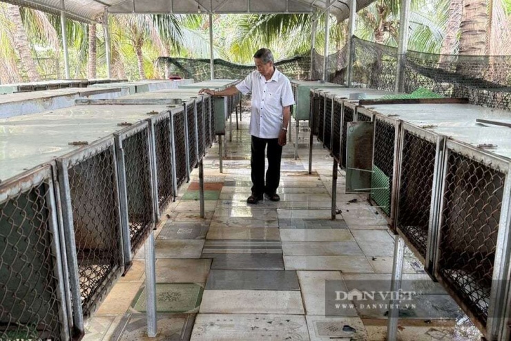 Chồn hương là loại vật nuôi có sức đề kháng tốt, chi phí thức ăn thấp nếu biết tận dụng nguồn phụ phẩm nông nghiệp, nhưng giá trị thương phẩm lại rất cao trên thị trường. Ảnh: Vân Nguyễn