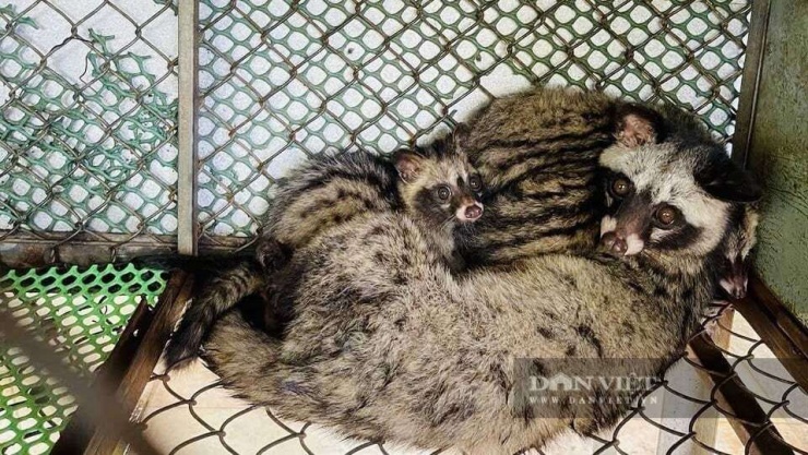 Chồn hương nuôi lấy thịt và cung cấp con giống chất lượng cao nên thu nhập khá cao. Ảnh: Vân Nguyễn