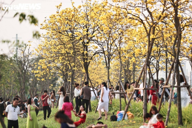 Người Hà Nội mang thang 'săn ảnh' đường hoa phong linh nở vàng rực rỡ - 1