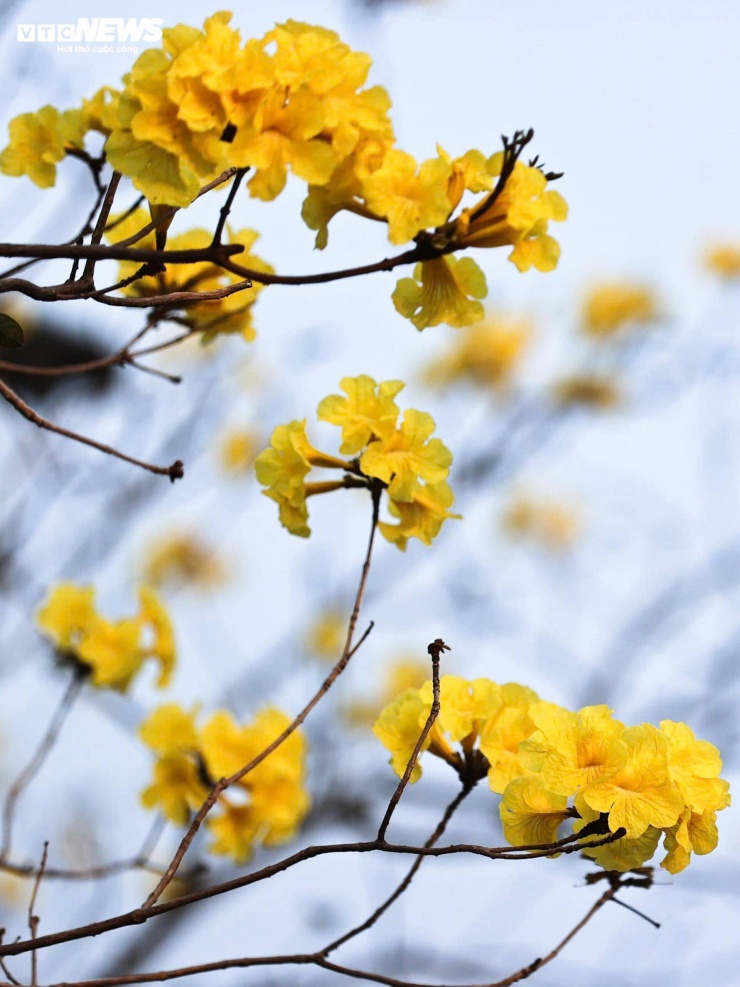 Người Hà Nội mang thang 'săn ảnh' đường hoa phong linh nở vàng rực rỡ - 3